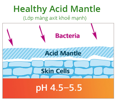 Bí Quyết Chữa Bệnh Chàm Da 3 - 3 lớp màn acid làn da