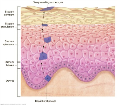 Epidermis 400x359