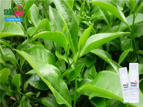 Cách trị mụn tại nhà hiệu quả nhanh nhất sau 1 đêm 9 - 9 trị-mụn-đầu-đen-hiệu-quả-với-lá-trà-xanh