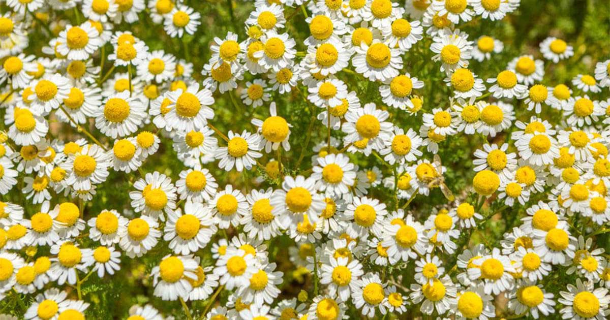 Tác dụng làm đẹp của Camomile, hoa cúc La Mã, thần dược của sắc đẹp 1 - 1 Camomile là gì? Camomile được chiết xuất từ đâu?