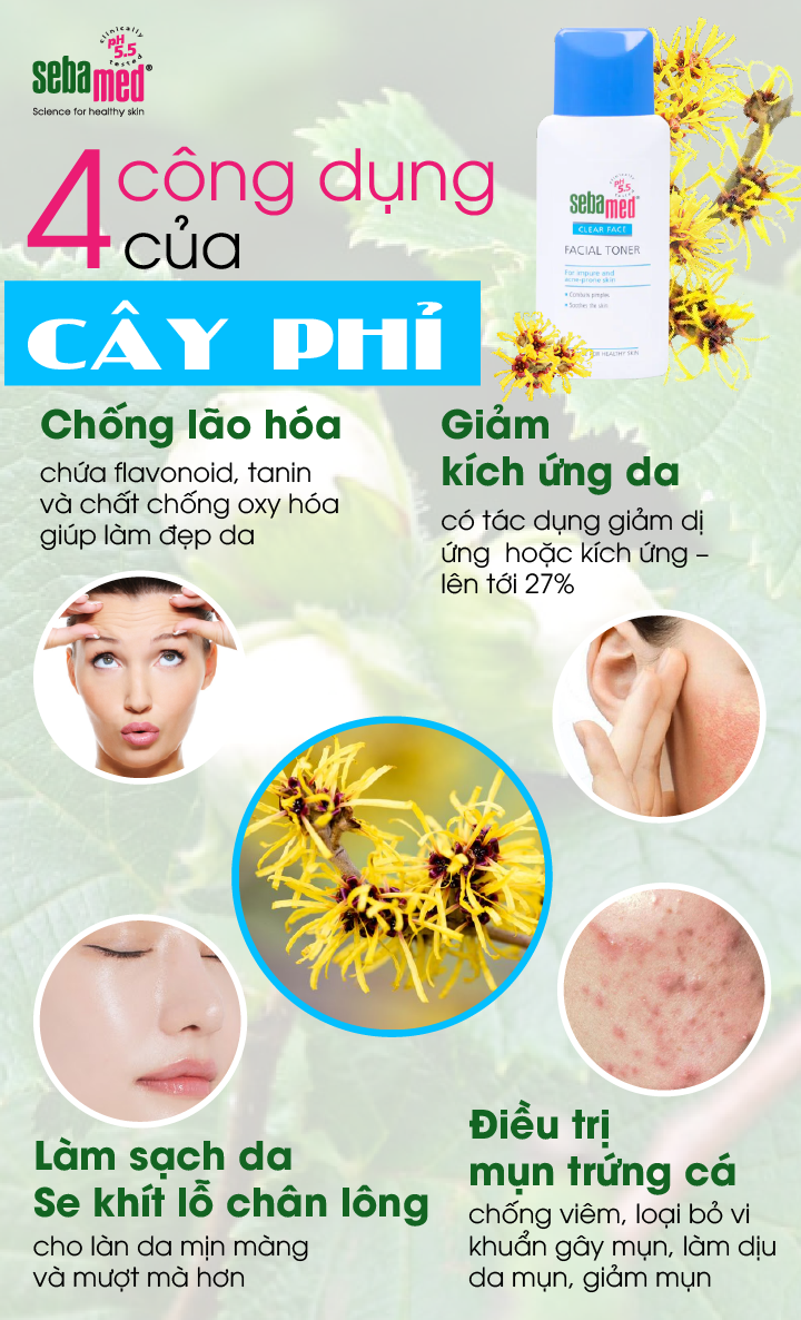 Chiết xuất cây phỉ cứu tinh cho làn da của bạn 2 - 3 cong dung cua cay phi - 2 - Sebamed